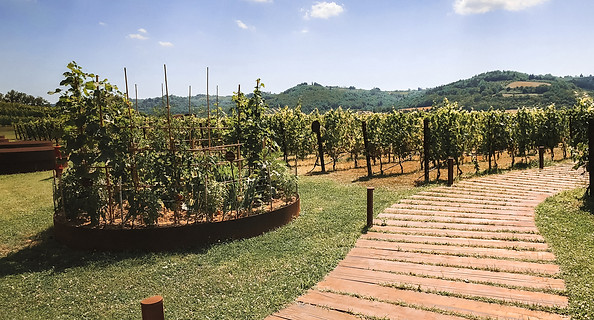 antinori.jpg