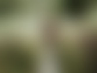 Création d'un moodboard de la mariée vue de dos, portant une robe de mariée blanche