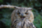 DSC_0932.JPG