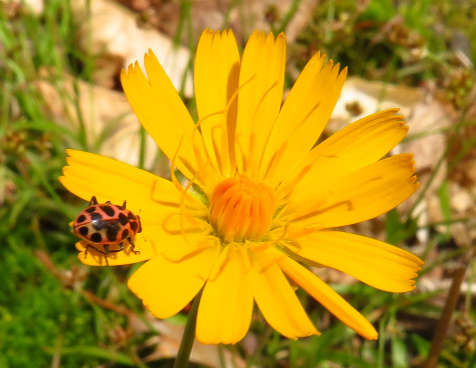 District 3-Griffy Lake ladybug & wildflower
