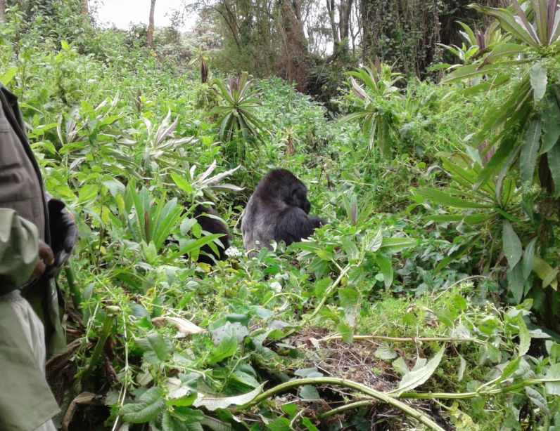 A mountain gorilla