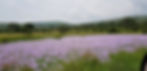 Water hyacinth, Akagera National Park