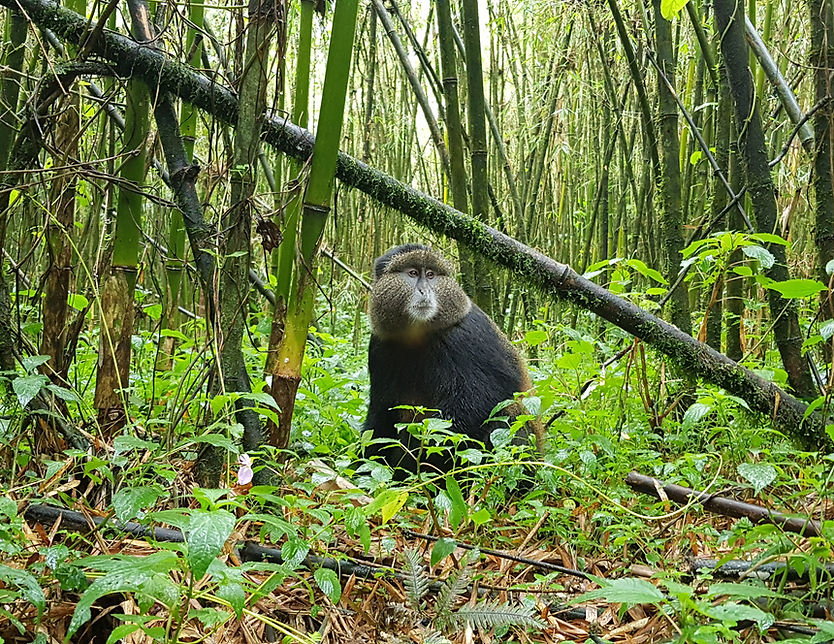 A golden monkey