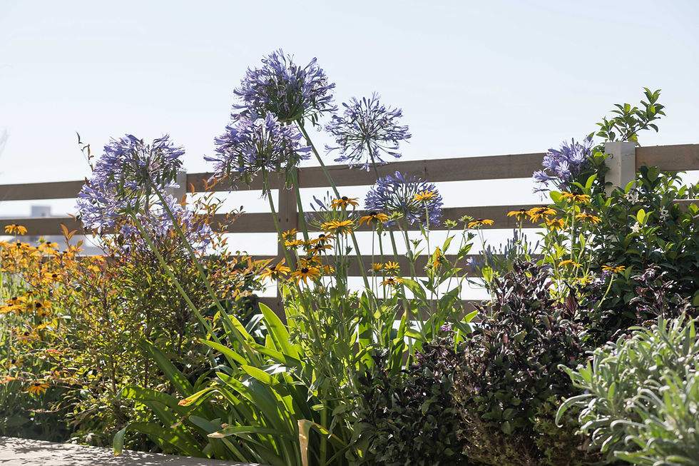 לבון_-(69)_optimized