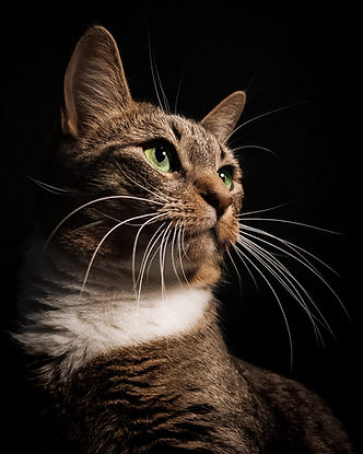 Ruskean kissan lähikuva mustalla taustalla