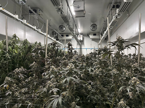 Grow room with Quest dehumidifiers and DLI LED lighting and DLI HPS lighting