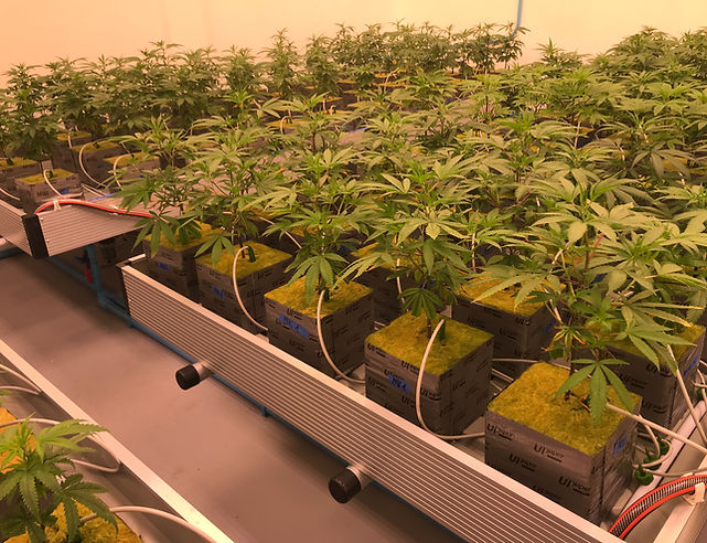 Hydroponics Irrigation