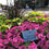 Thumbnail: Large Flower Bowl - 2 Seasonal Plantings