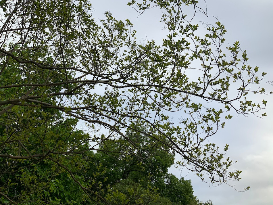 tree starting to bloom