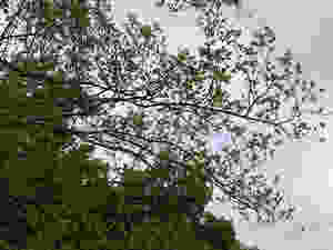 tree starting to bloom
