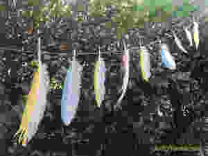 feather bunting banner