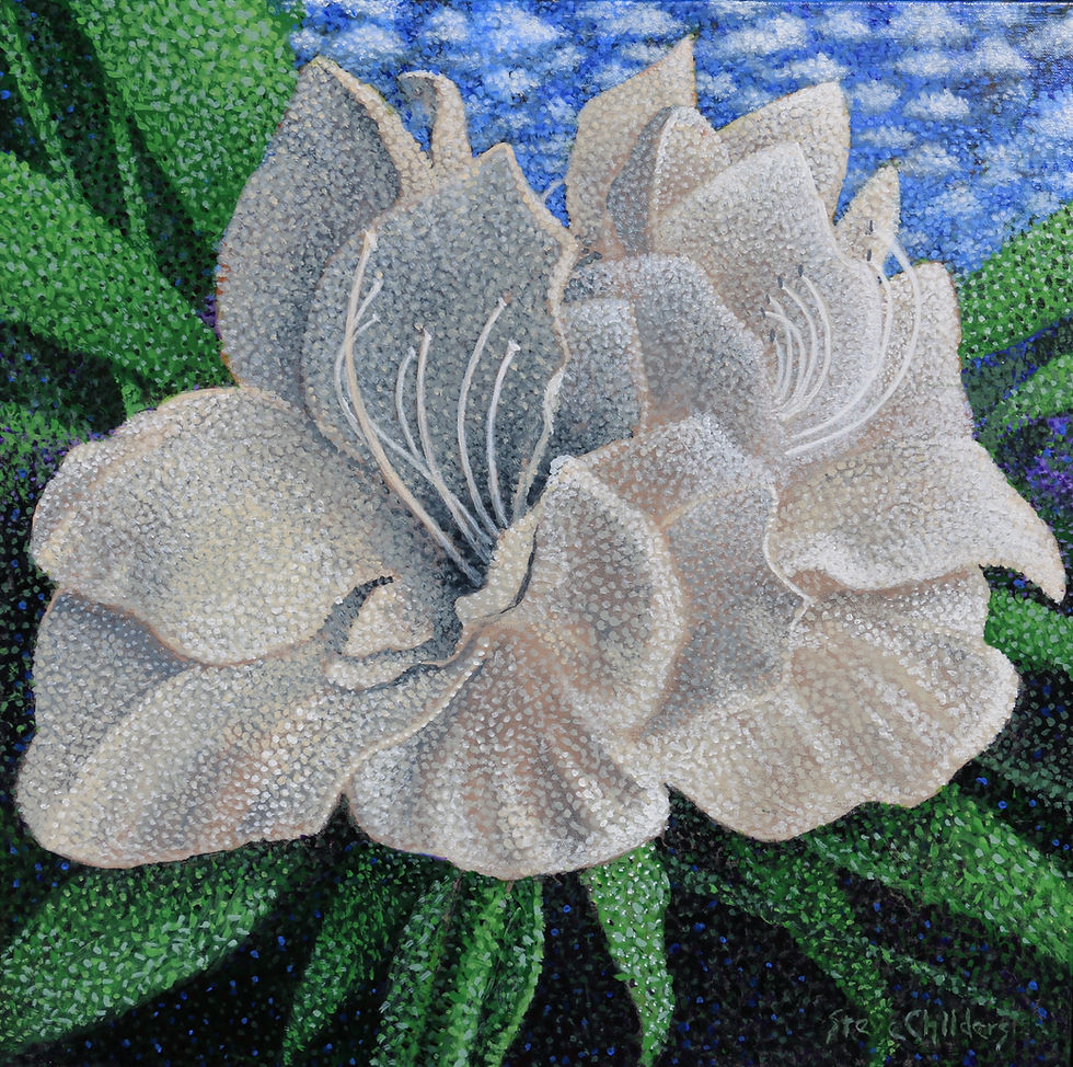 Amaryllis 2