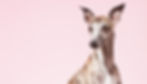 Whippet Dog_edited.jpg