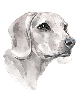 Dog_Full-e1570228162676-oeqt628yognqe8m2