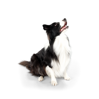 未命名 的副本 的副本 (10).png