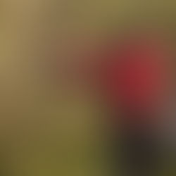 US Créteil Tir à l’arc : Henri Menoret champion départemental de la discipline Tir Campagne