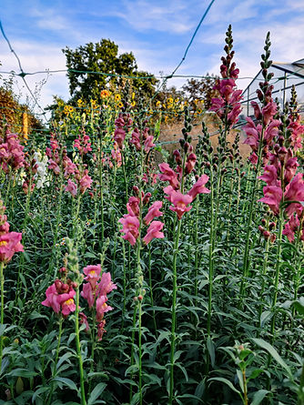 Eigenkweek bloemen in bloementuin Boer Hanssens