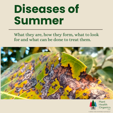 Diseases of Summer