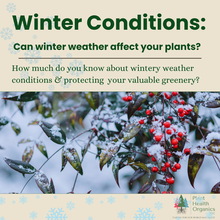 Will weather conditions in winter affect my plants?
