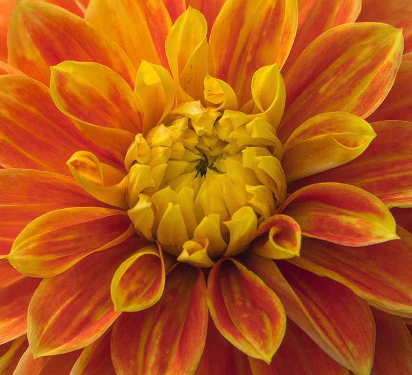 Coeur de fleur-Raymond Widawski-Perfect Ganshoren