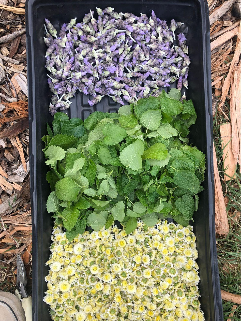 A tray of harvested lavender, green leaf herbs, and chrysanthemum flowers at Gill Tract