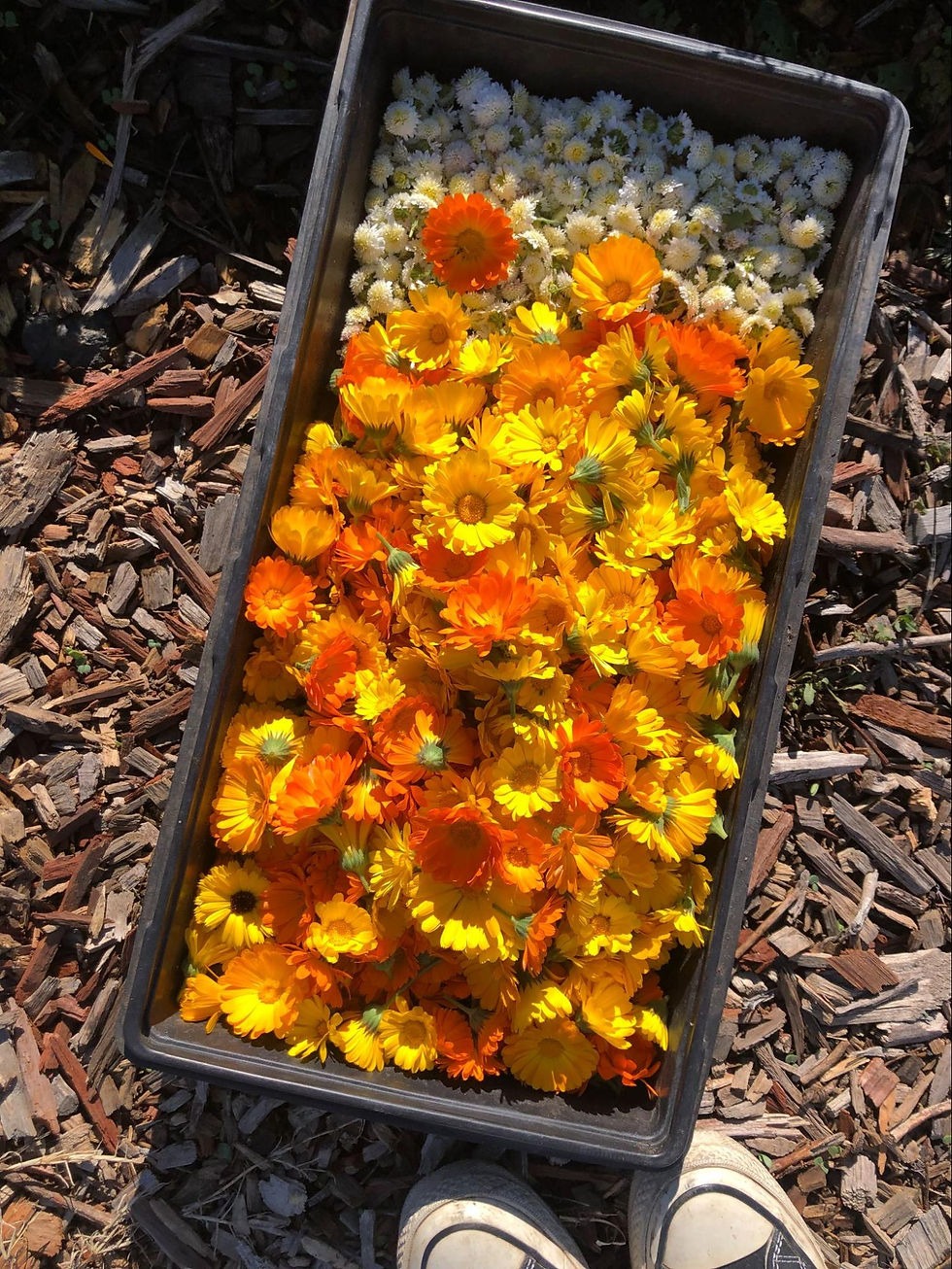 A black tray of orange and yellow calendula flowers and small chrysanthemum flowers harvested at Gill Tract Farm