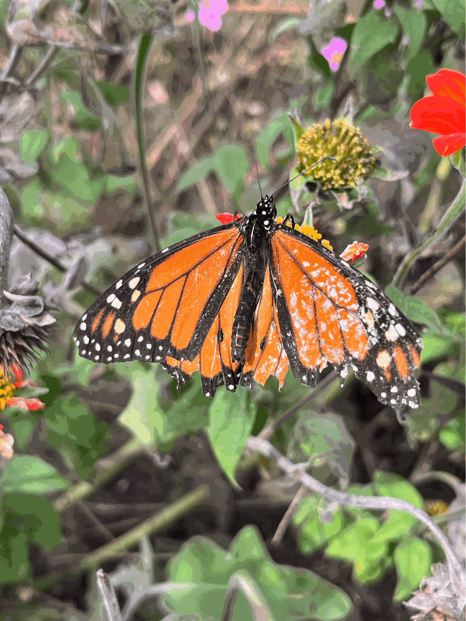 Milkweed: Monarch’s Lifeline -- by Lila Cohen (student intern)