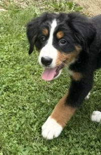 Gracie1.jpeg