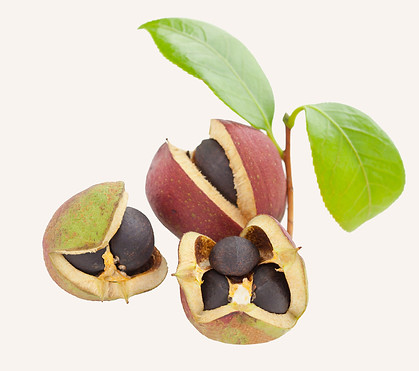 Kameliensamenöl – nährendes Öl, beruhigt empfindliche Haut & stärkt die Hautschutzbarriere.