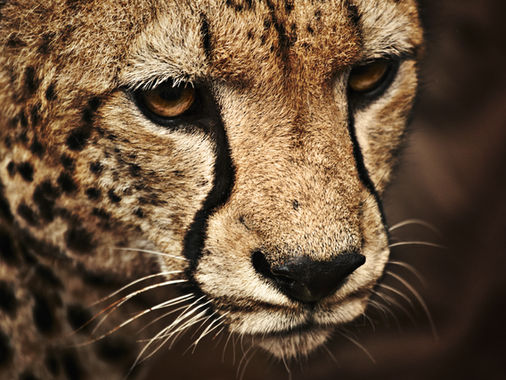 The Apex Predators' Summit