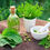 Thumbnail: Herbs 