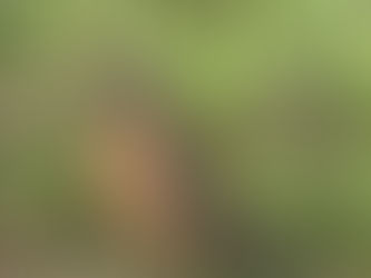 White Bird Newsletter February 2023