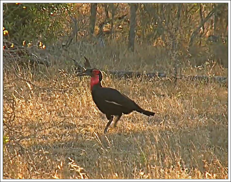 African Birds Presentation