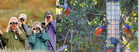 White Bird Newsletter March 2026