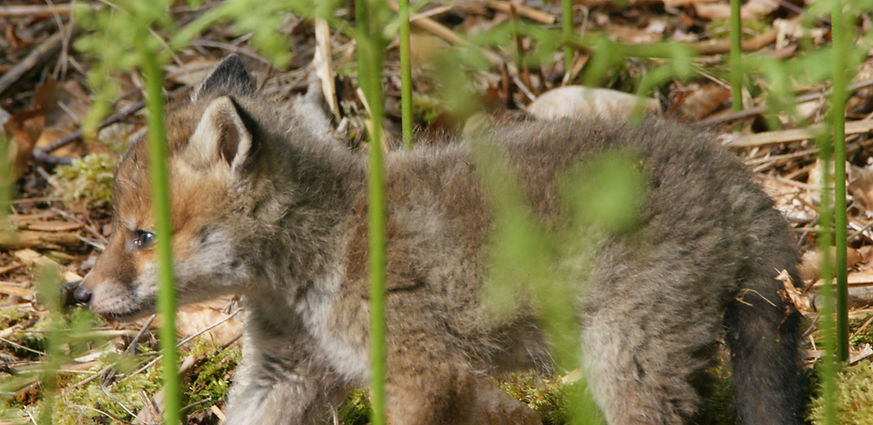 Photographie de Renardeau réalisée à l'approche