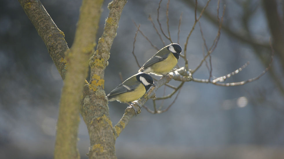 MESANGES CHARBONNIERES