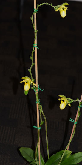 Class 20 1st Paph. primulinum 'In Charm' x self.jpg