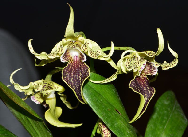 Den. alexandrae