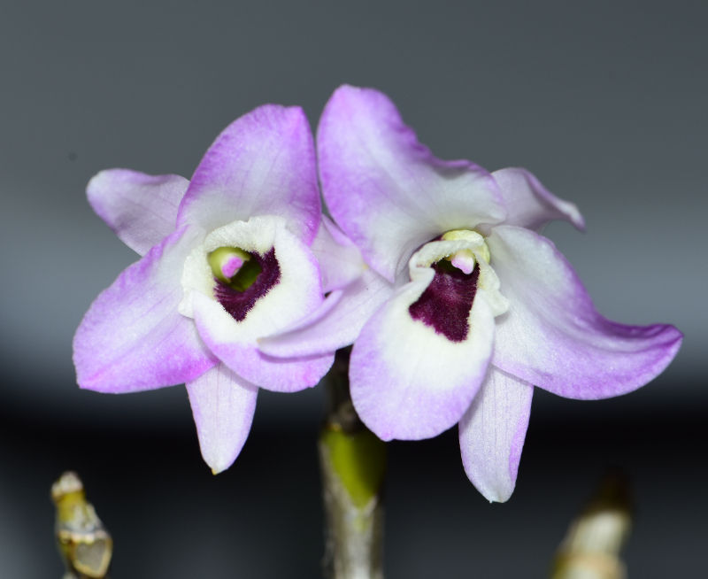 Den. Nagasaki