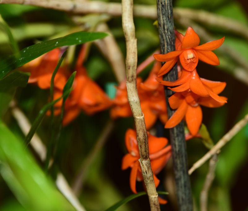 Den. Gowan's Tangello