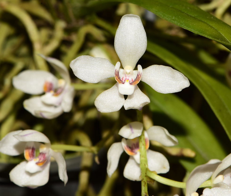 Sarco. falcatus - Champion