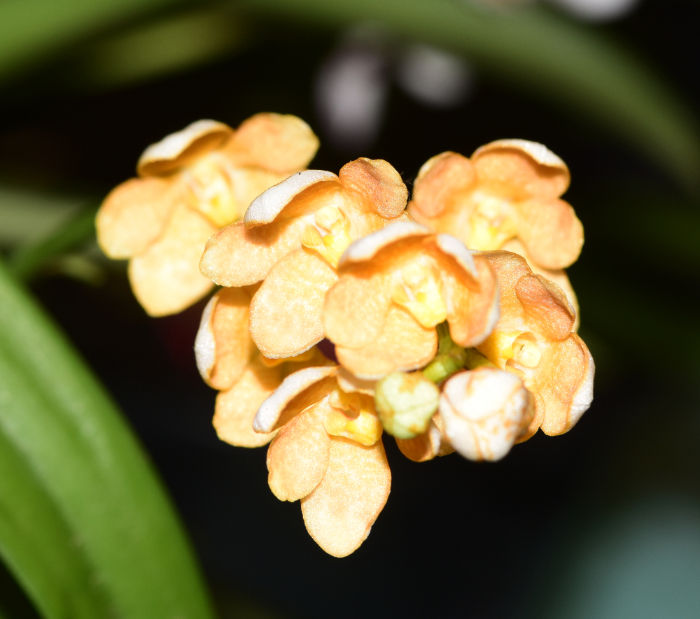 Class 9 3rd Sarco. Rachel Emma '5' x Kulnura Kaliedescope 'Chesell'