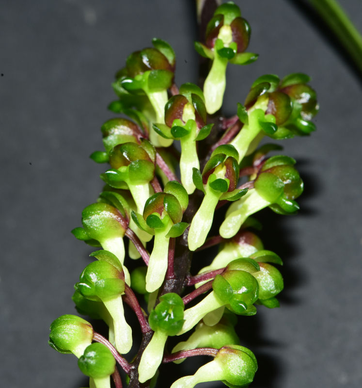 Robiquetia wassellii