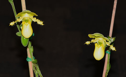 Class 10 1st Paph. primulinum 'In Charm' x self.jpg