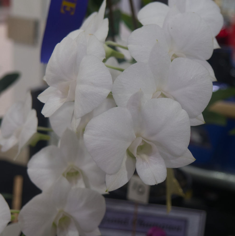 Class 14 1st - Den. Margaret Joan Fell Grand champion & Dendroboium champion