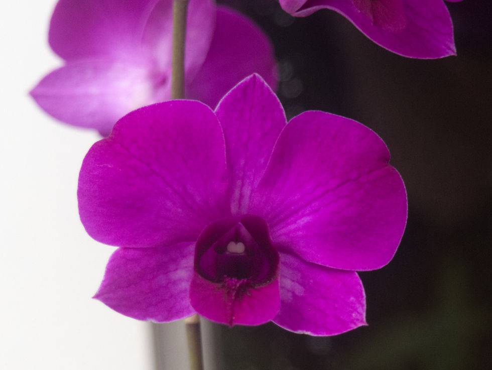 Class 36 1st Den. Topaz Dream x (Barrabui's Dark Knight x Jess McClintock)
