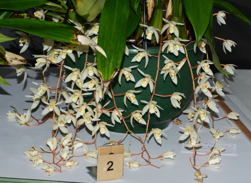 Coel. Unknown - Novice