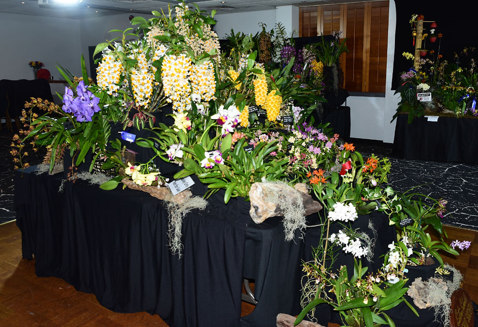 Orchids Central - Eastern Suburbs Display
