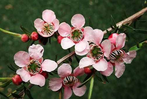 Miniature : Allergies Boite de 100 gélules bio