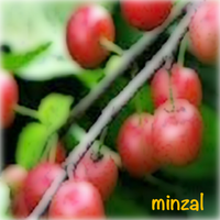 Miniature : Prostate boite de 100 gélules Bio